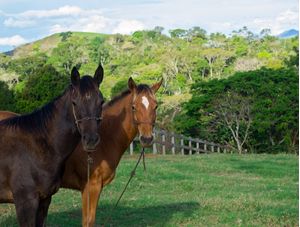 CAVALOS E O PASTO