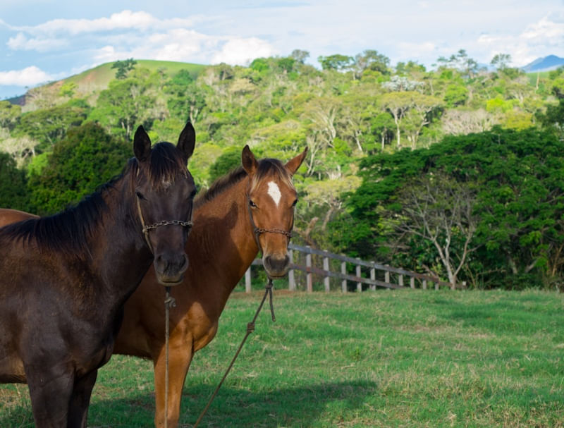 CAVALOS E O PASTO