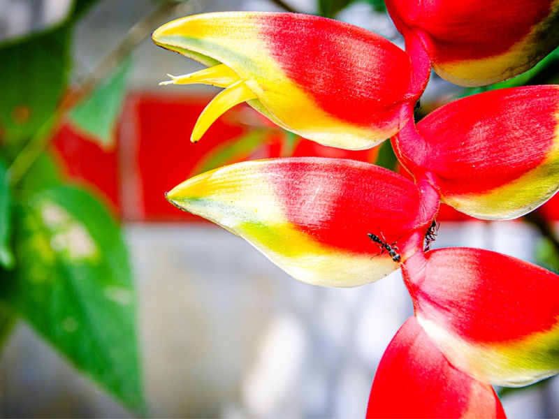 HELICONIA ROSTRATA #1