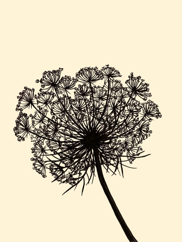 QUEEN ANNE'S LACE, BEGE FLORAIS SKETCH MINIMALISTA ILUSTRAÇÃO