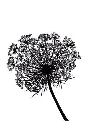 QUEEN ANNE'S LACE, PRETO E BRANCO FLORAIS SKETCH MINIMALISTA ILUSTRAÇÃO