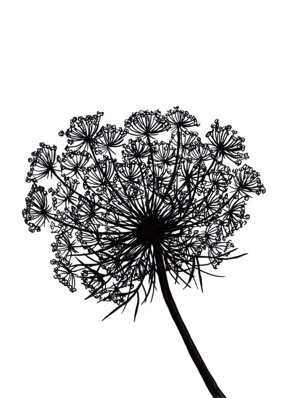 QUEEN ANNE'S LACE, PRETO E BRANCO FLORAIS SKETCH MINIMALISTA ILUSTRAÇÃO