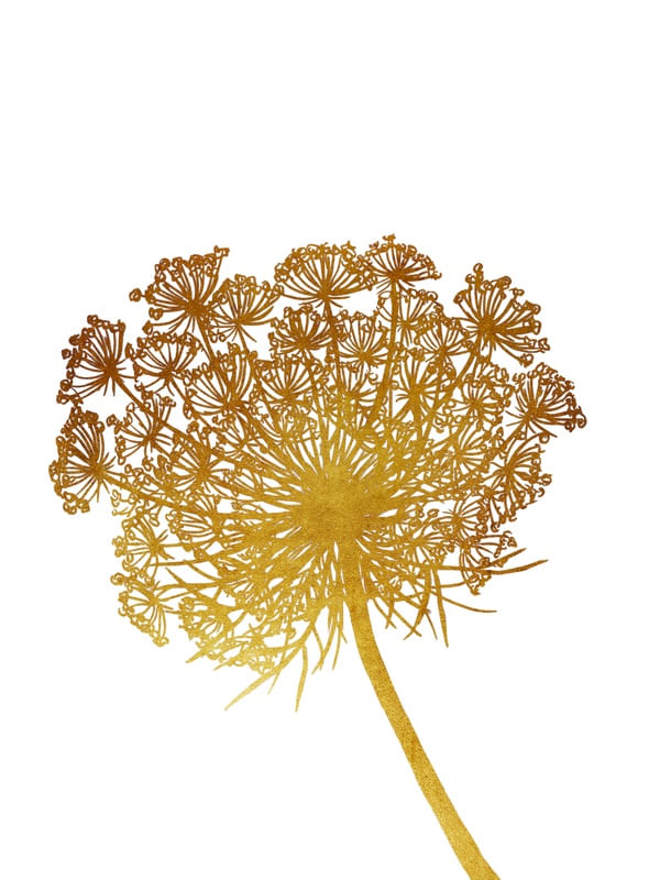QUEEN ANNE'S LACE, OURO FLORAIS SKETCH MINIMALISTA ILUSTRAÇÃO