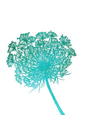 QUEEN ANNE'S LACE, TURQUESA FLORAIS SKETCH MINIMALISTA ILUSTRAÇÃO