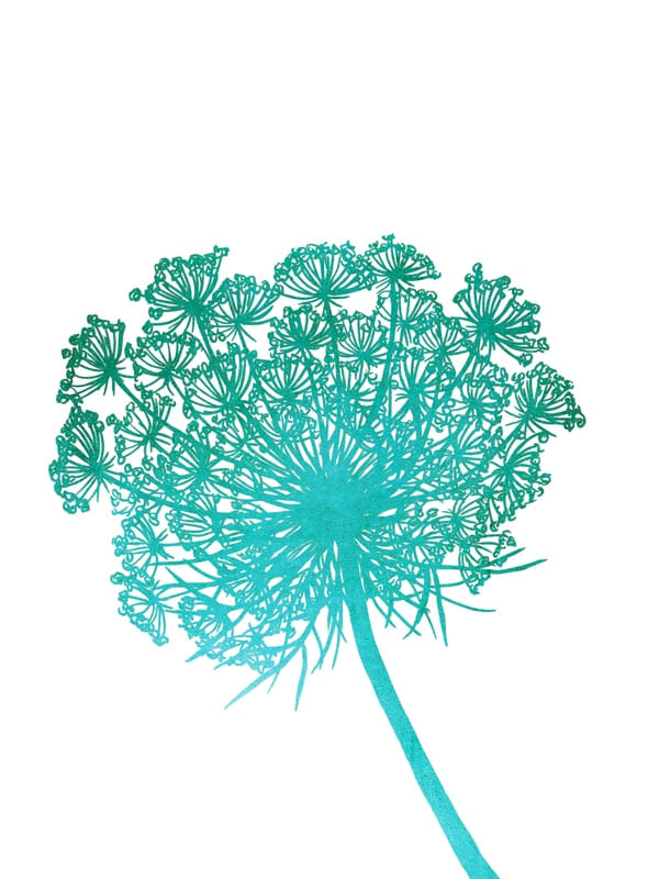 QUEEN ANNE'S LACE, TURQUESA FLORAIS SKETCH MINIMALISTA ILUSTRAÇÃO