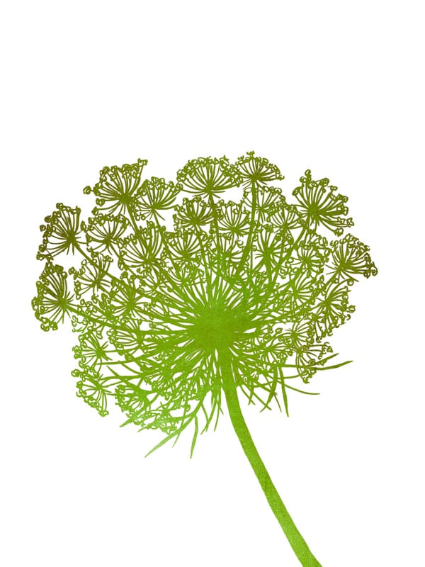 QUEEN ANNE'S LACE, VERDE FLORAIS SKETCH MINIMALISTA ILUSTRAÇÃO