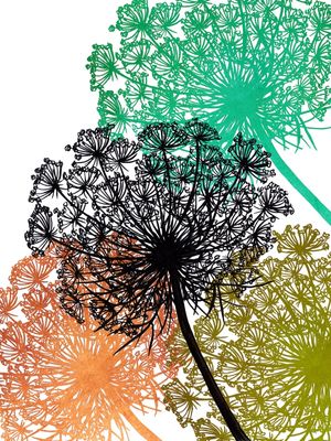 QUEEN ANNE'S LACE MULTI 2, FLORAIS SKETCH ILUSTRAÇÃO