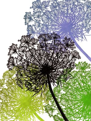 QUEEN ANNE'S LACE MULTI 3, FLORAIS SKETCH ILUSTRAÇÃO