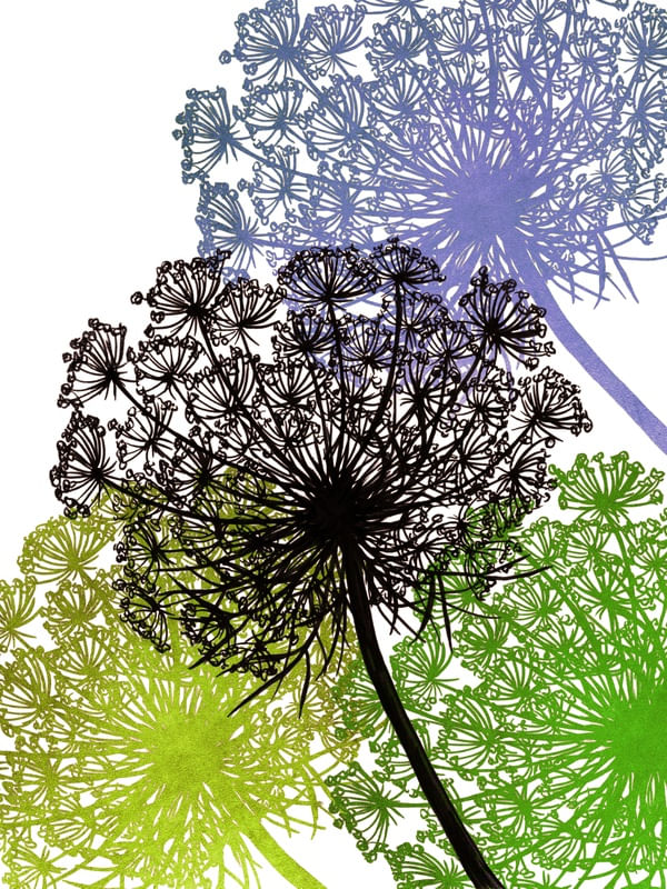 QUEEN ANNE'S LACE MULTI 3, FLORAIS SKETCH ILUSTRAÇÃO