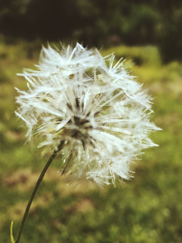 TARAXACUM OFFICINALE