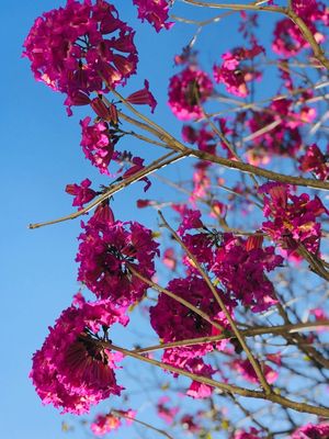 PRIMAVERA VERA