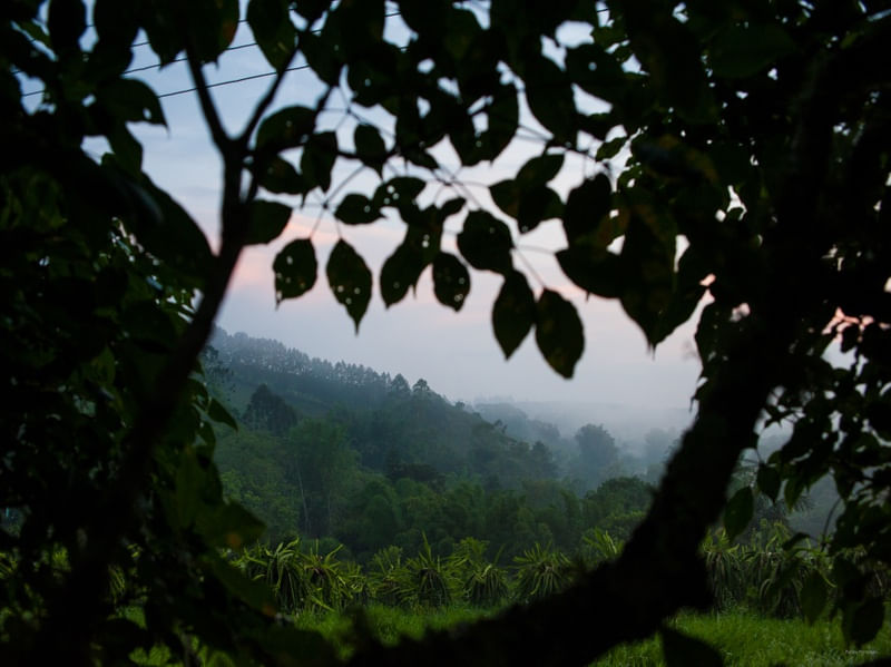 PAISAGEM BUCÓLICA