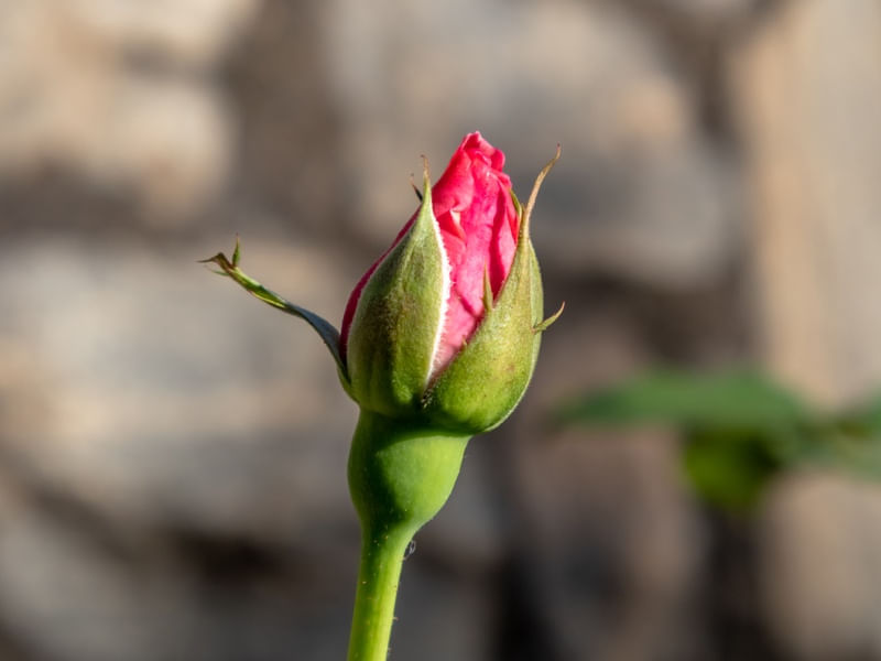 O SOLITÁRIO BOTÃO DE ROSA