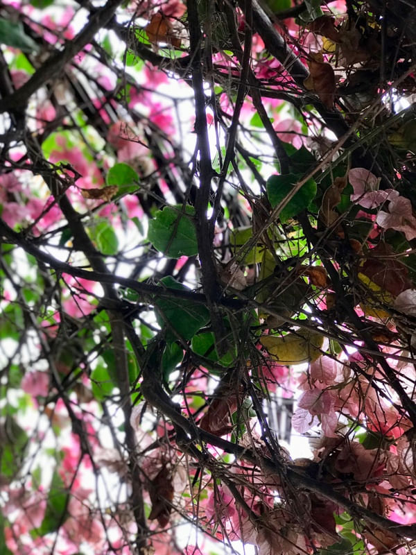 NATUREZA DELICADA