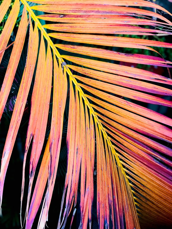COR-LORIDA