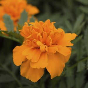 FLOR DE SOL