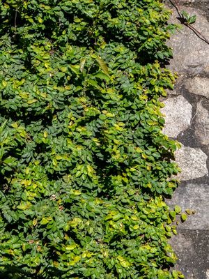 MURO DE FOLHAS E PAREDE DE PEDRA