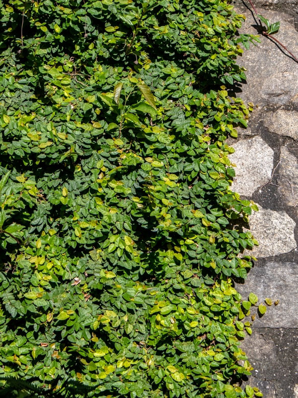 MURO DE FOLHAS E PAREDE DE PEDRA
