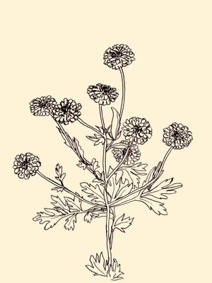 FEVERFEW, BEGE FLORAIS SKETCH MINIMALISTA ILUSTRAÇÃO