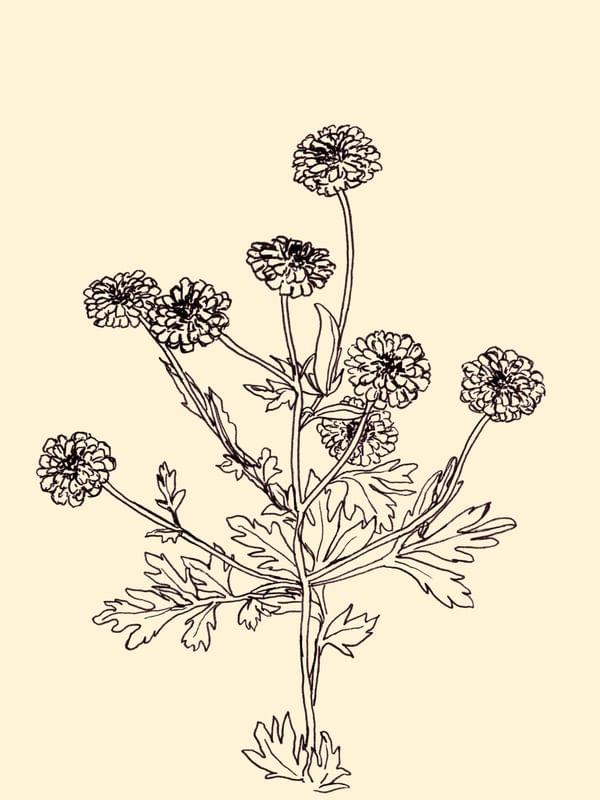 FEVERFEW, BEGE FLORAIS SKETCH MINIMALISTA ILUSTRAÇÃO