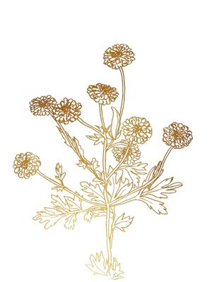 FEVERFEW, OURO FLORAIS SKETCH MINIMALISTA ILUSTRAÇÃO