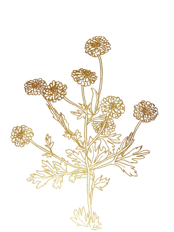 FEVERFEW, OURO FLORAIS SKETCH MINIMALISTA ILUSTRAÇÃO