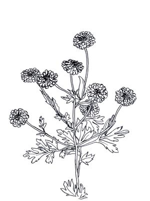 FEVERFEW, BRANCO FLORAIS SKETCH MINIMALISTA ILUSTRAÇÃO