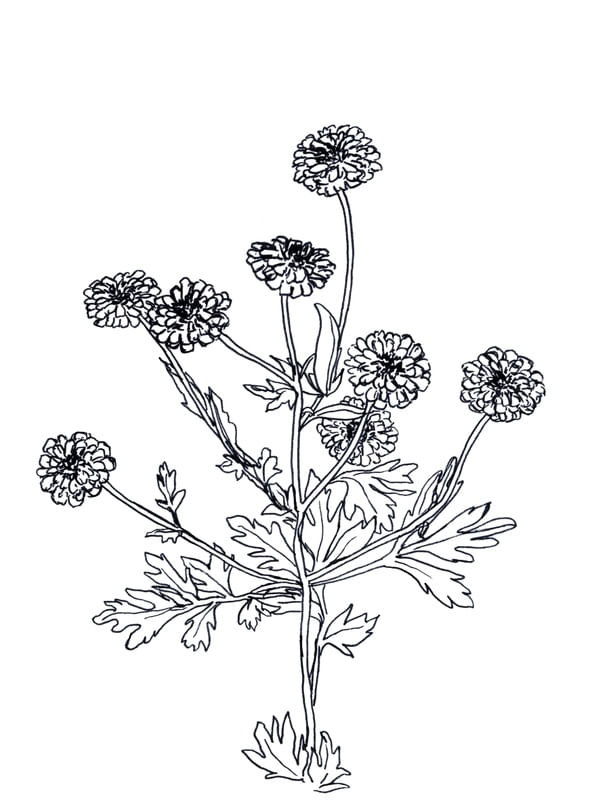 FEVERFEW, BRANCO FLORAIS SKETCH MINIMALISTA ILUSTRAÇÃO