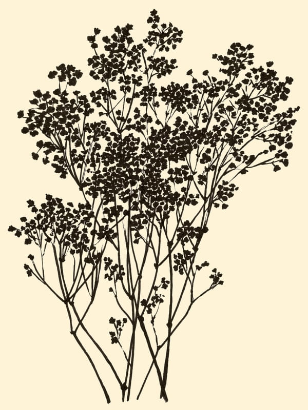 BABY'S BREATH, BEGE FLORAIS SKETCH MINIMALISTA ILUSTRAÇÃO