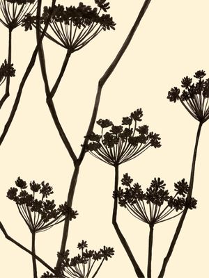 FOOL'S PARSLEY, BEGE FLORAIS SKETCH MINIMALISTA ILUSTRAÇÃO