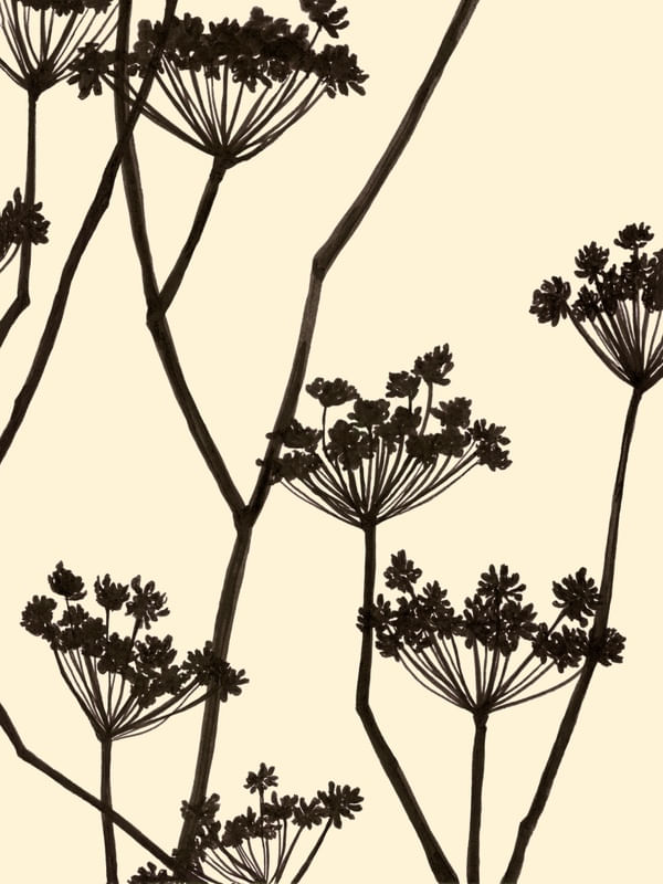 FOOL'S PARSLEY, BEGE FLORAIS SKETCH MINIMALISTA ILUSTRAÇÃO