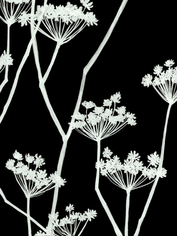 FOOL'S PARSLEY, PRETO FLORAIS SKETCH MINIMALISTA ILUSTRAÇÃO