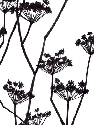 FOOL'S PARSLEY, PRETO E BRANCO FLORAIS SKETCH MINIMALISTA ILUSTRAÇÃO