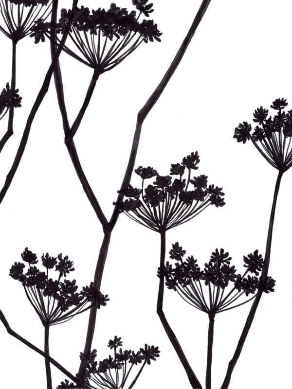 FOOL'S PARSLEY, PRETO E BRANCO FLORAIS SKETCH MINIMALISTA ILUSTRAÇÃO