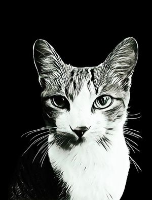 GATO P/B