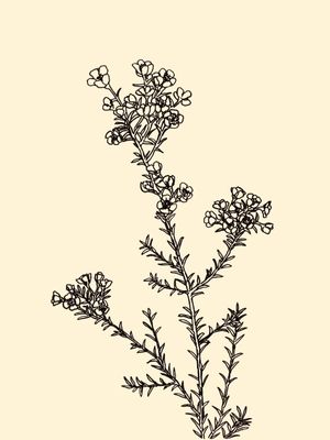 WAXFLOWER, BEGE FLORAIS SKETCH MINIMALISTA ILUSTRAÇÃO