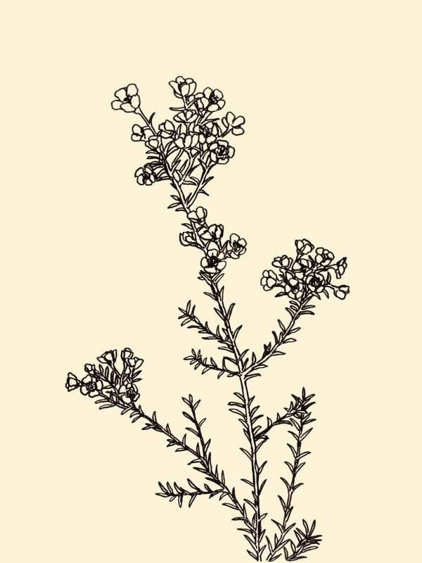 WAXFLOWER, BEGE FLORAIS SKETCH MINIMALISTA ILUSTRAÇÃO