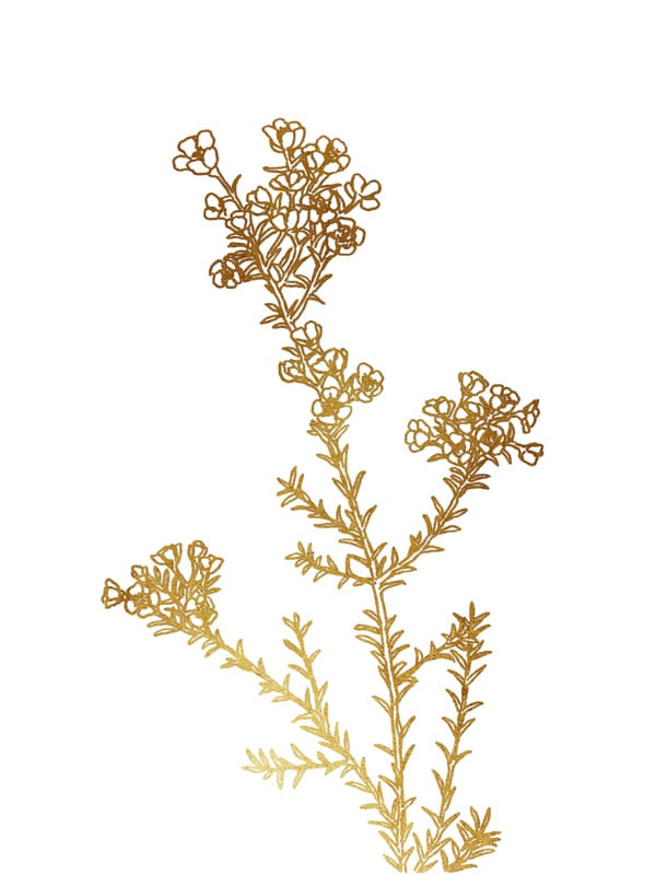 WAXFLOWER, OURO FLORAIS SKETCH MINIMALISTA ILUSTRAÇÃO