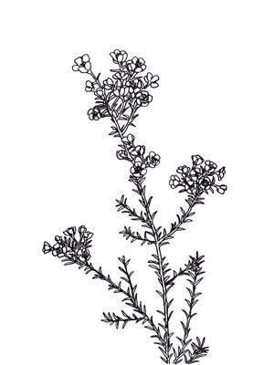 WAXFLOWER, BRANCO FLORAIS SKETCH MINIMALISTA ILUSTRAÇÃO