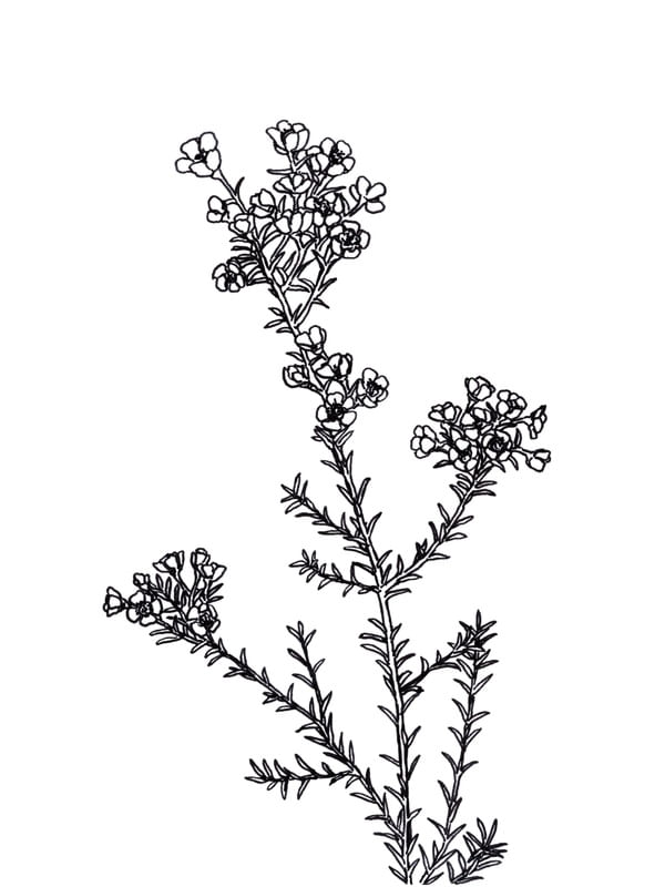 WAXFLOWER, BRANCO FLORAIS SKETCH MINIMALISTA ILUSTRAÇÃO