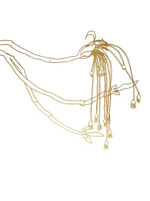 SUGAR MAPLE, OURO FLORAIS SKETCH MINIMALISTA ILUSTRAÇÃO