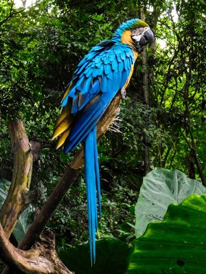 ARARA AZUL I