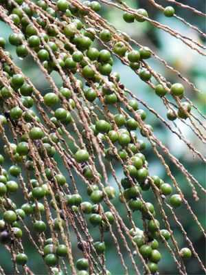 NATUREZA EM DETALHES I