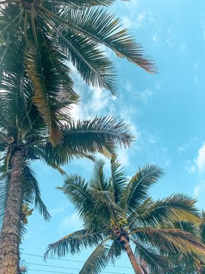 COCONUT'S SUMMER
