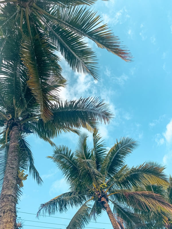 COCONUT'S SUMMER