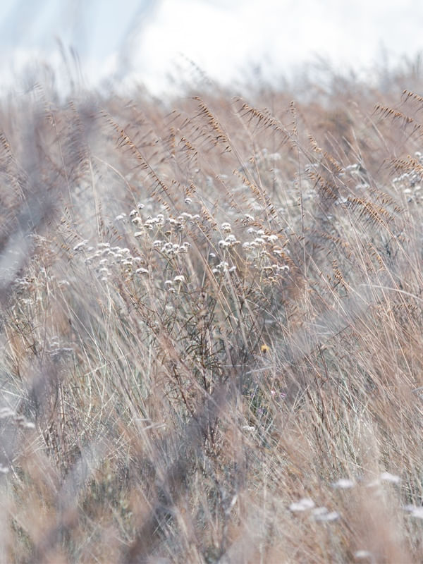 GRAMINEA