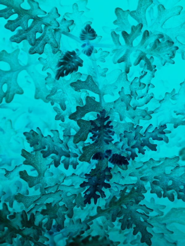 APENAS AZUL
