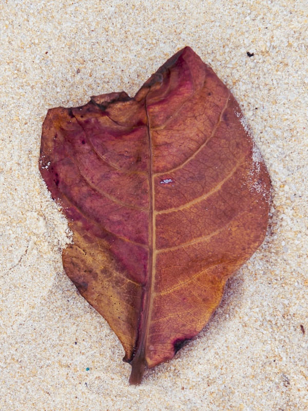 FOLHA E AREIA #2