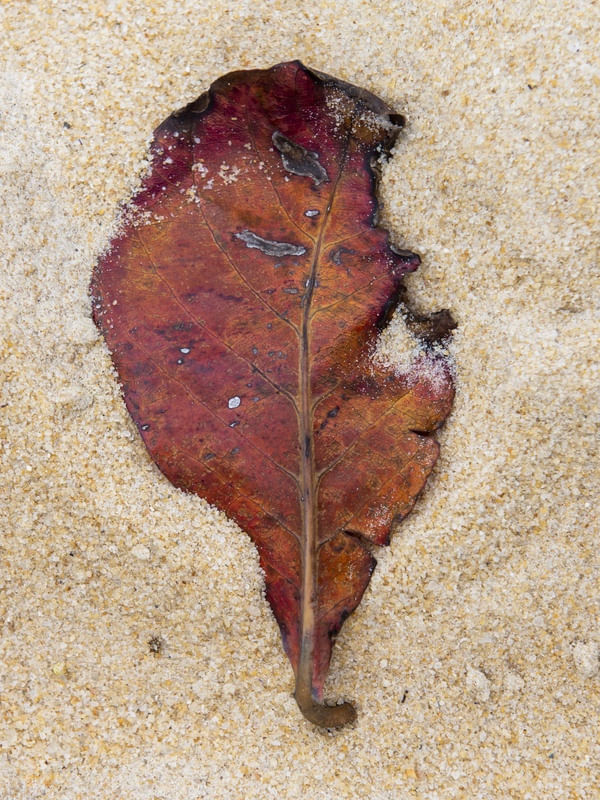 FOLHA E AREIA #5