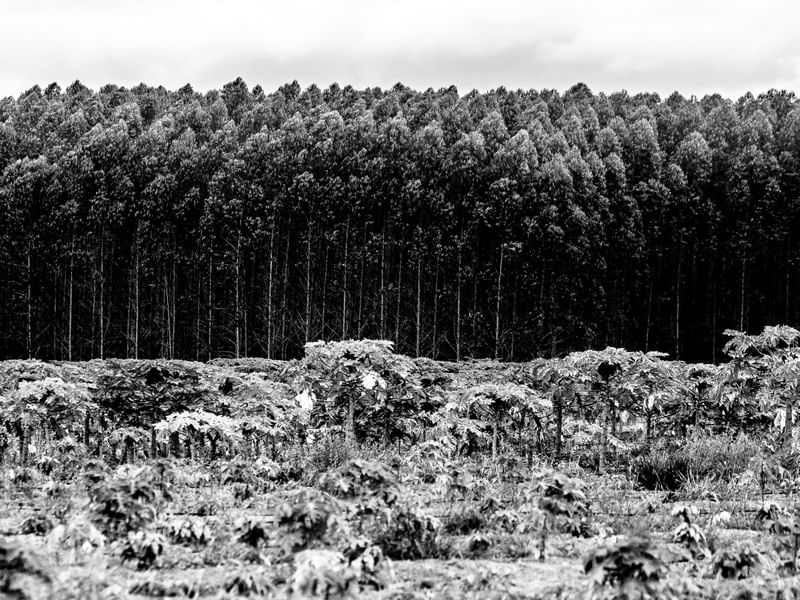 TEXTURAS DE ÁRVORES